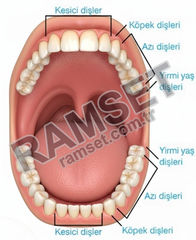 DIŞ STOP RIFTER BERLİNGO DOBLO COMBO SAG